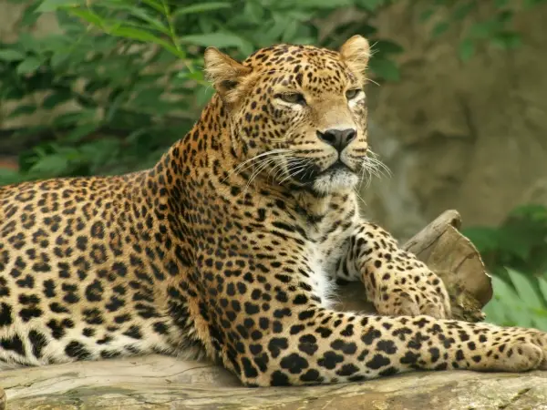 Leopardo deitado