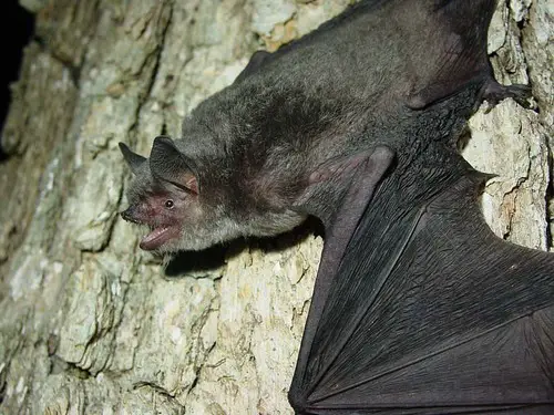 Morcego-cinza