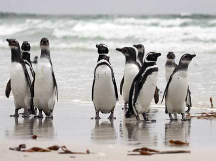 Pinguim de Magalhães