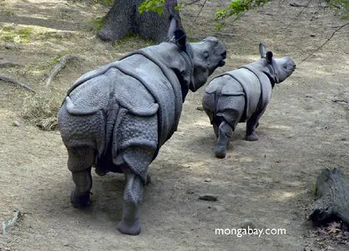 Rinoceronte-de-sumatra com seu filhote