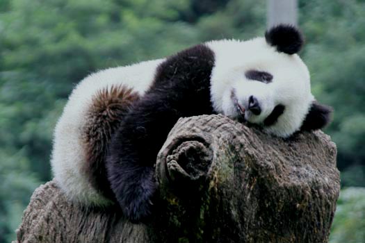 Urso Panda deitado