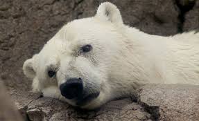 Urso Polar deitado