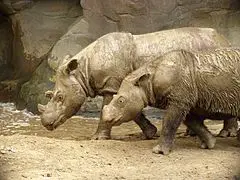 Casal de Rinocerontes da Sumatra