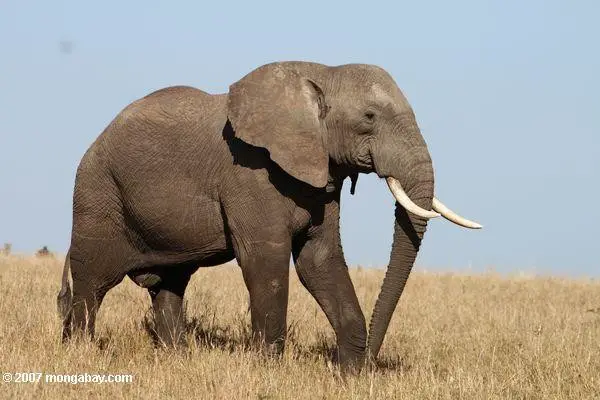 Elefante da Savana