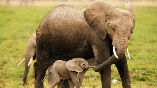 Elefante da Savana com Filhote