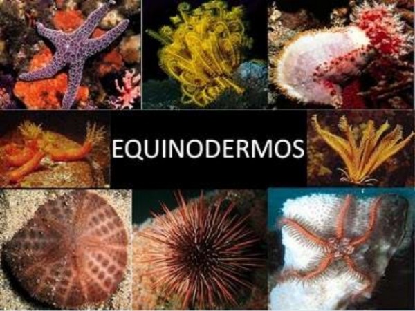 Exemplos de Equinodermos