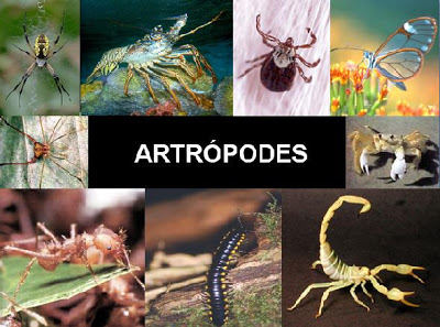 Exemplos de Artrópodes 