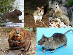 Exemplos de Mamíferos roedores
