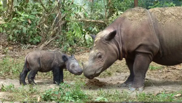 Rinoceronte da Sumatra com Filhote