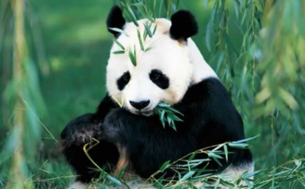 Animais Herbívoros - Urso Panda se Alimentando