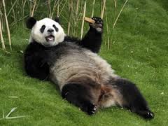 Urso Panda deitado comendo