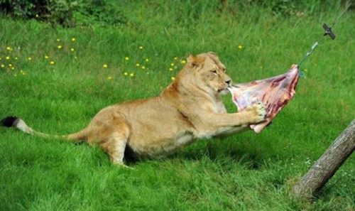 Alimentação do Leão