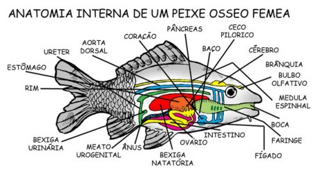 Anatomia de um peixe ósseo fêmea