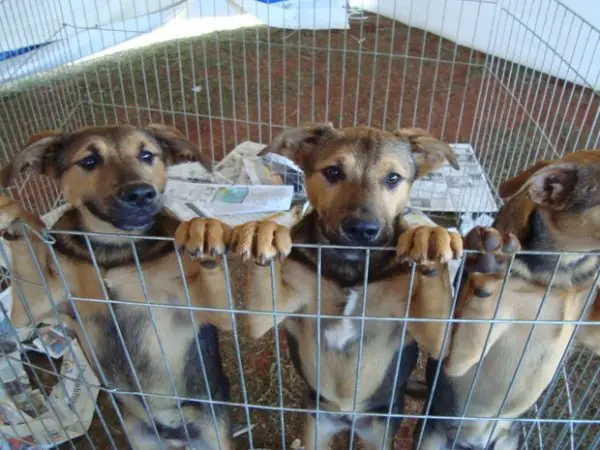 Doação De Cães Em Curitiba
