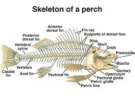 Esqueleto de um peixe ósseo
