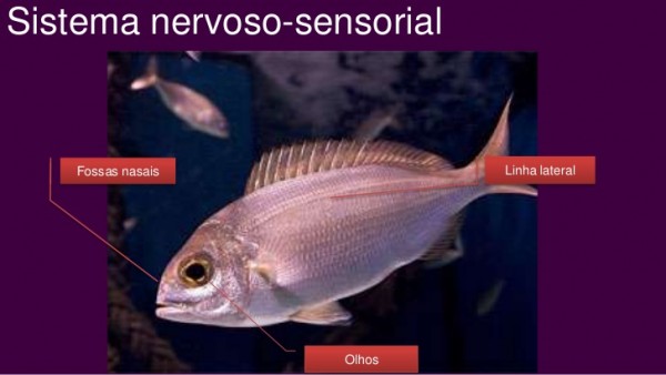 Sistema nervoso sensorial de um peixe ósseo