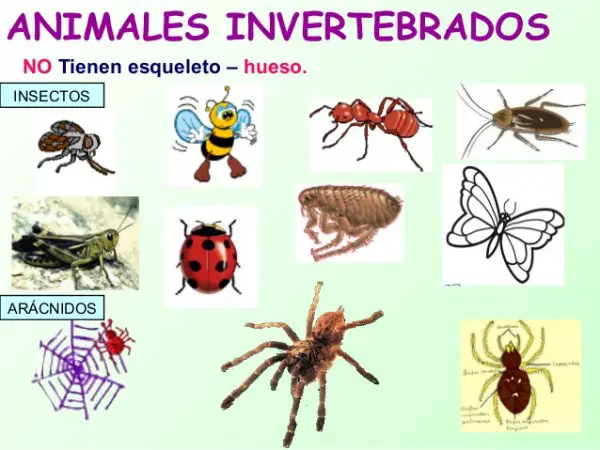 Exemplos de Animais Invertebrados