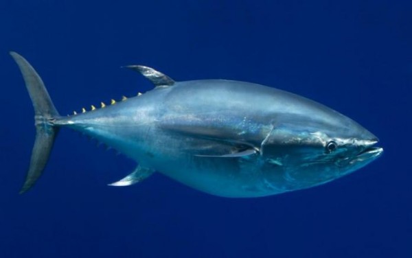 Atum Azul do Pacífico