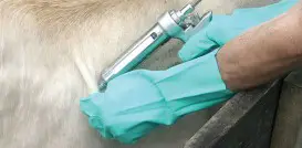 Como Vacinar Bovinos corretamente