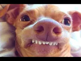 Cachorro engraçado com os dentes de fora