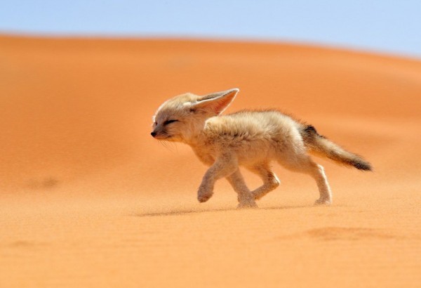 Feneco - a raposa do deserto