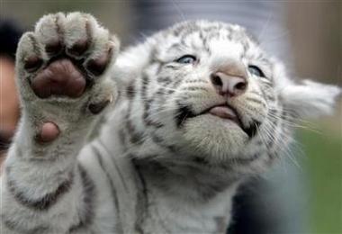 Tigre branco fofo