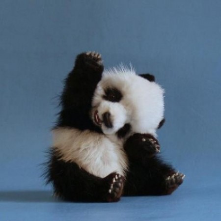 Urso Panda bebê