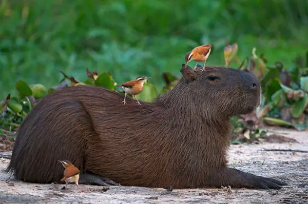 Capivara deitada com pássaros