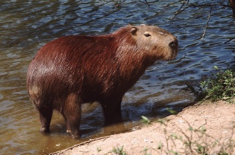 Capivara em seu habitat