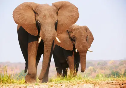 Taxonomia do Elefante Africano