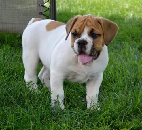 Beabull = Beagle + Bulldog