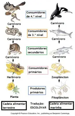 Classificação De Animais De Acordo Com a Alimentação