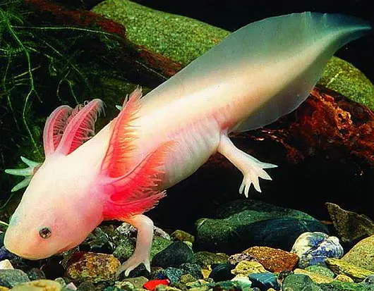 Axolote - A salamandra aquática