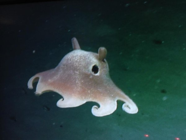 Foto Dumbo Octopus ou Grimpoteuthis