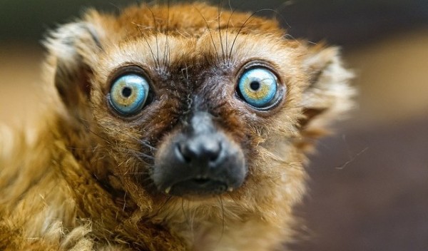 Foto do Animal Lêmure de Madagascar
