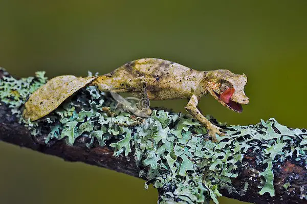 Uroplatus phantasticus - a lagartixa satânica