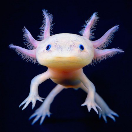 Axolotl - O Pokemon sorridente