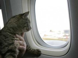 Animal De Estimação No Avião