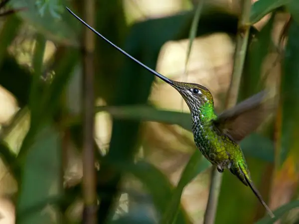 Especies Brasileiras De Beija Flor Com Fotos Animais Cultura Mix