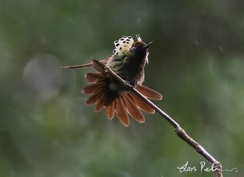 Beija flor Topetinho-pavão