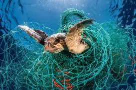 Tartaruga Enroscada em uma Rede de Pesca