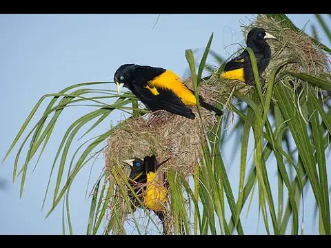Família de Pássaro Pega Bananeira