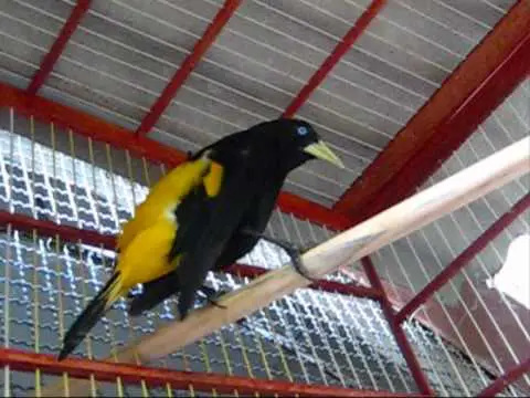 Pássaro Pega Bananeira Criado em Gaiola