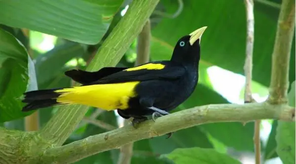 Xexéu, Também Conhecido Como Pássaro Pega Bananeira