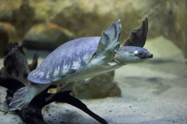 Tartaruga Nariz de Porco (Carettochelys insculpta)