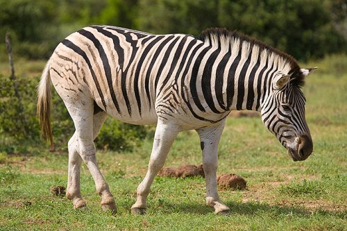 Zebra de Burchell