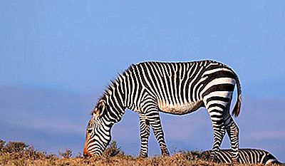 Zebra de Montanha
