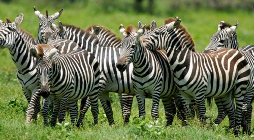 Grupo de Zebras 