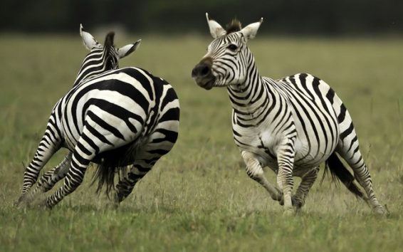 Características Da Zebra: Ficha Técnica E Informações Relevantes ...