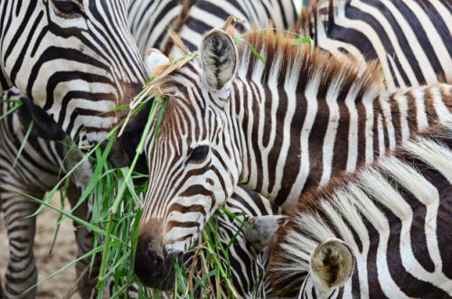 Zebras se Alimentando